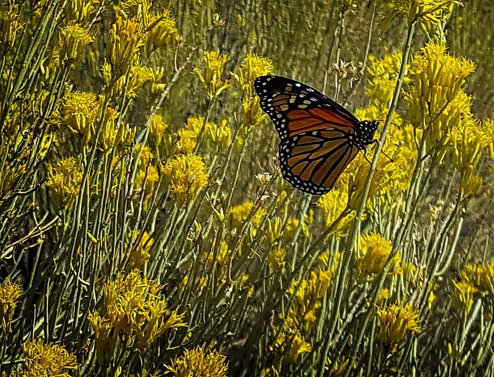 May There Be Monarchs in Your Lives